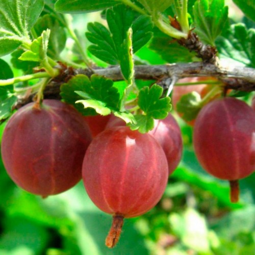 Ribes uva-crispa 'Kolobok' - Aed-karusmari 'Kolobok' C5/5L